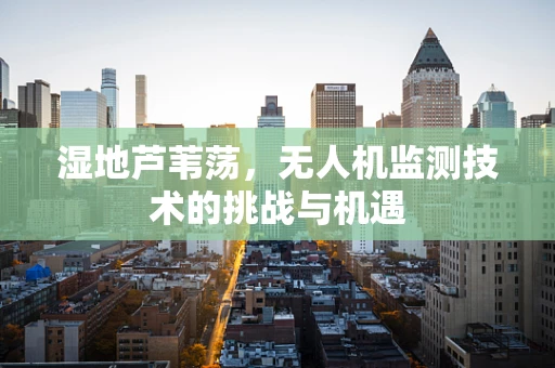 湿地芦苇荡，无人机监测技术的挑战与机遇