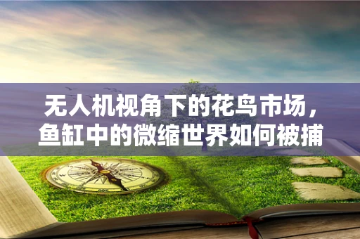 无人机视角下的花鸟市场，鱼缸中的微缩世界如何被捕捉？
