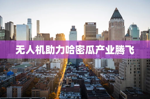 无人机助力哈密瓜产业腾飞