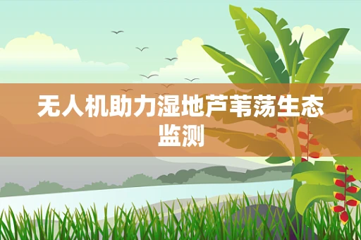 无人机助力湿地芦苇荡生态监测