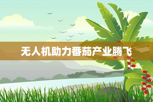 无人机助力番茄产业腾飞