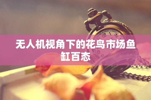 无人机视角下的花鸟市场鱼缸百态
